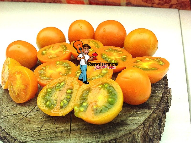 Big-Sungold-Select-Tomato-Image