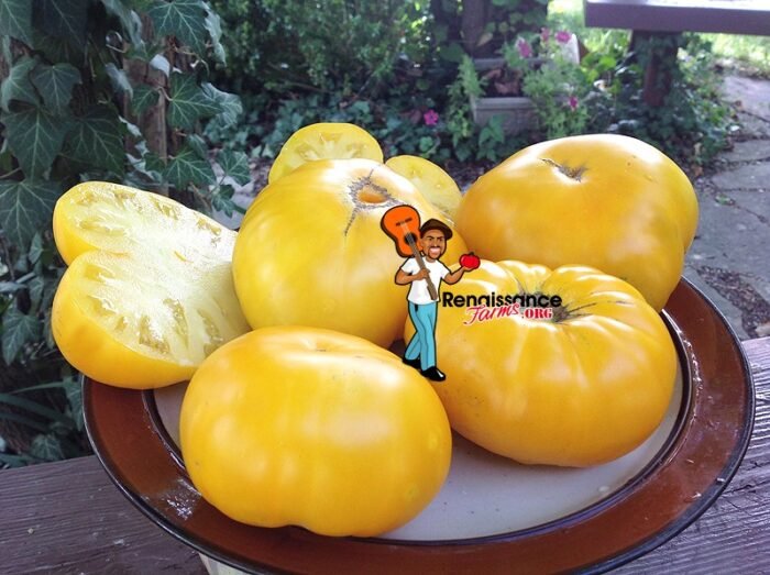 Dwarf Egypt Yellow Tomatoes