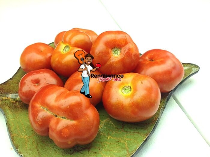 Dwarf-Franklin-County-Tomato