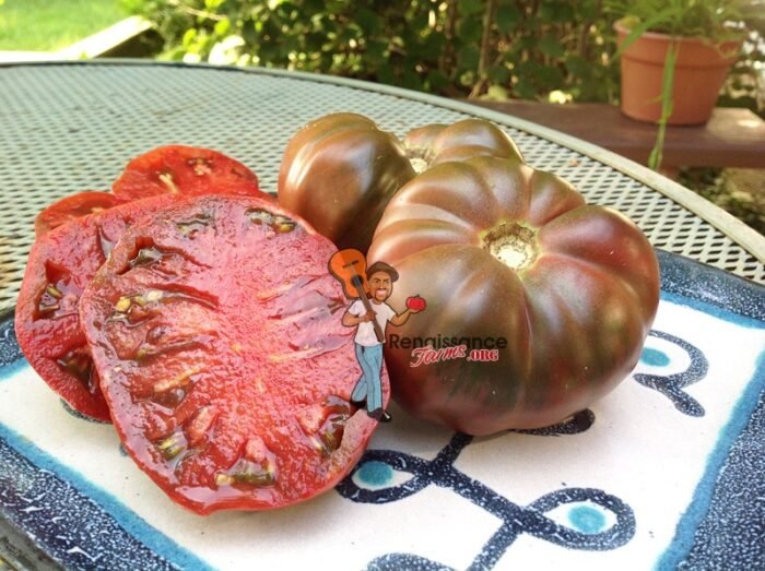 Dwarf Purple Reign Tomato