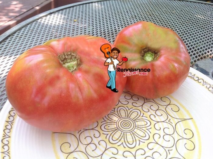 Giant Belgium Tomato 2018