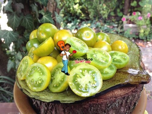 Green Doctors Tomato