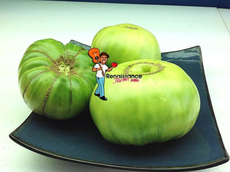 Green Giant Tomato