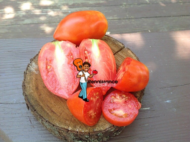 jersey devil tomato