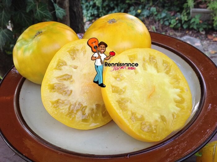 Moya Jaune Tomato
