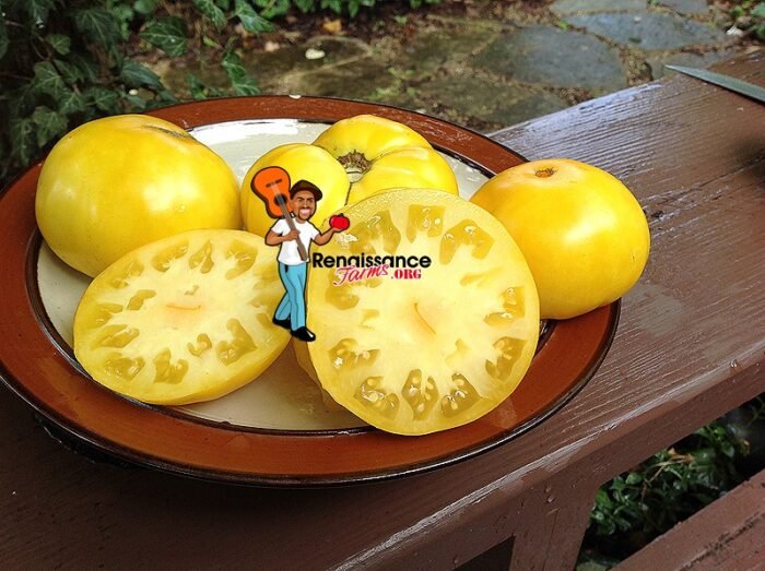 Moya Jaune Tomato Heirloom