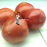 Rose Heirloom Tomato