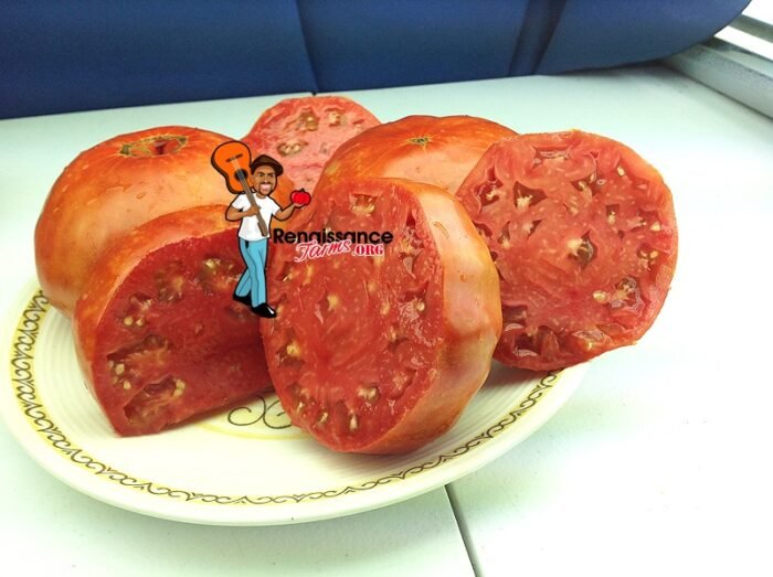 Russe-Tomato-Picture