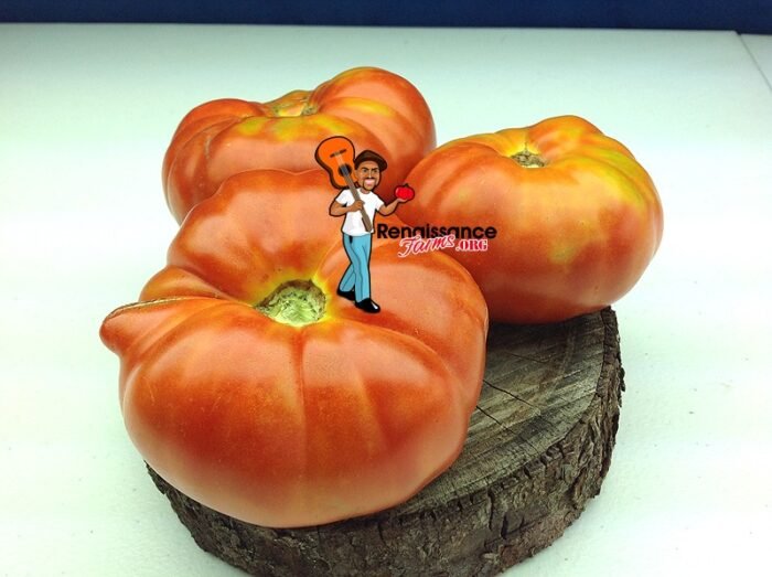 Scarlett Heirloom Tomato
