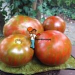 Tomato Andys Forty Dwarf