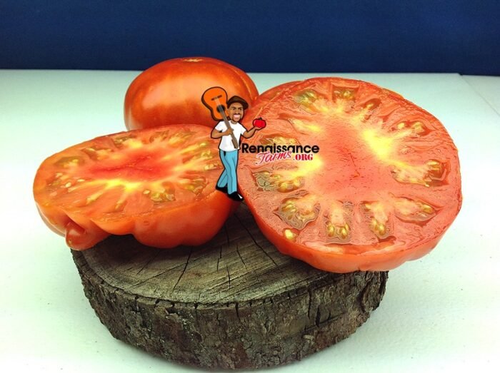 Tomato Scarlett Heirloom