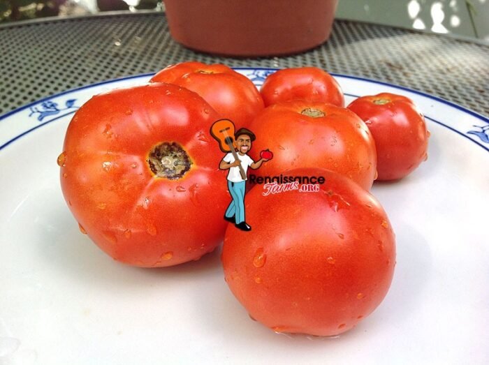 Bejing Zao Shu Chinese Tomato