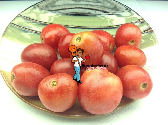 Bendigo Blush Dwarf Tomato