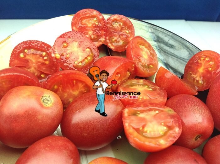 Bendigo Blush Dwarf Tomato Seeds