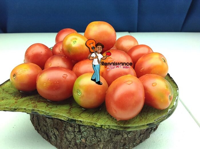 Bendigo Dawn Tomatoes Dwarf