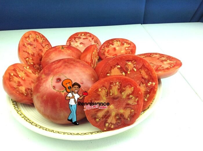 Brimmer Tomato 2018
