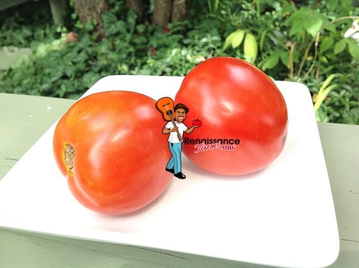 Dwarf Epoch Tomato