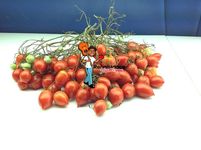 Dwarf Geranium Kiss Tomato