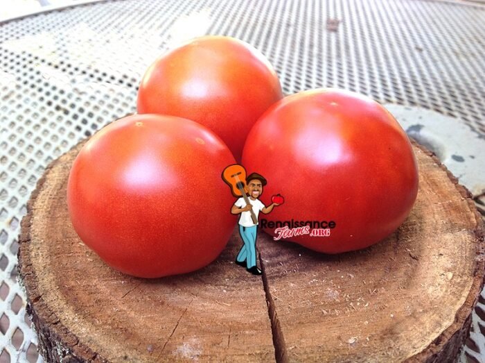 Dwarf Lucky Leprechaun Tomato