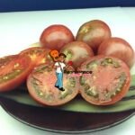Dwarf Mary's Cherry Tomato