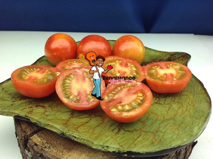 Dwarf Nano Ciliegia Tomato