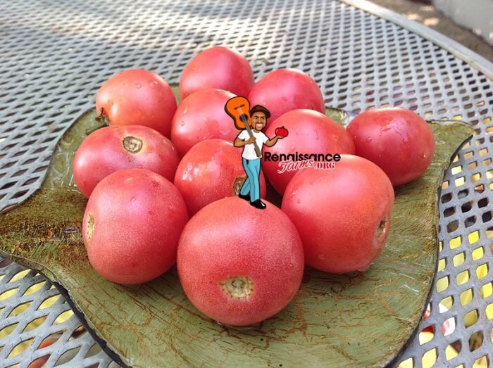 Dwarf Pink Opal Tomato