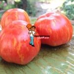 Dwarf Pixie Striped Tomatoes
