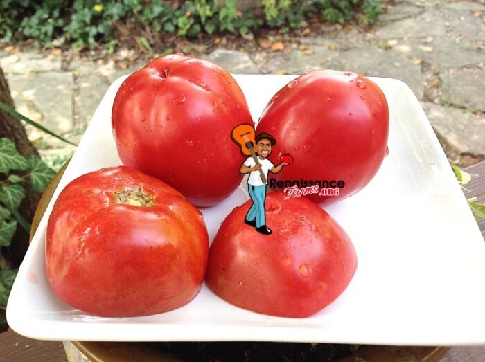 Dwarf-Sarah's-Red-Tomato