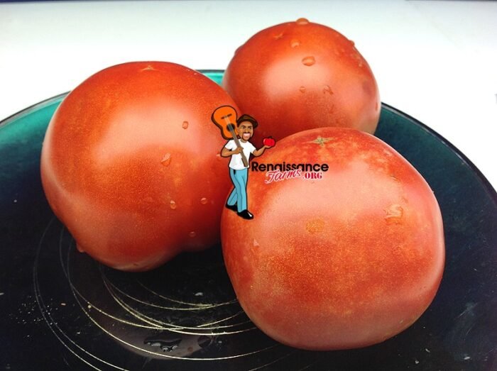 Dwarf Sarah's Red Tomato