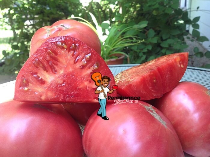 Dwarf Tasrskiy Podarok Tomato