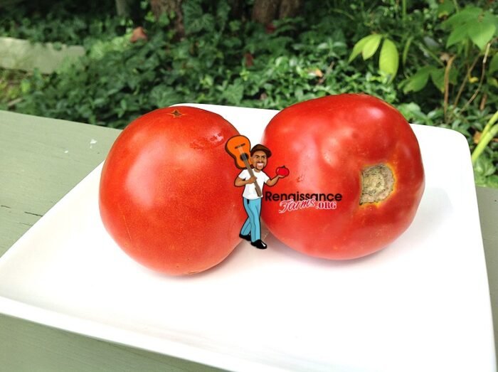 Epoch Dwarf Tomato