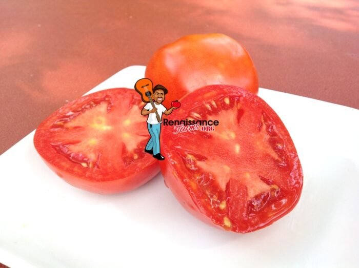 Epoch Tomato