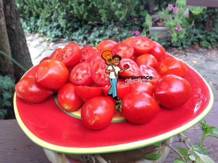 Geranium Kiss Dwarf Tomatoes