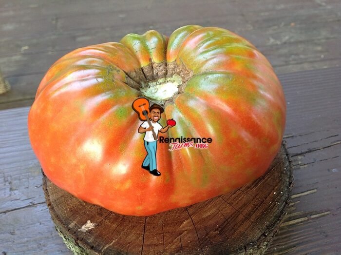 Granny Harriet's Tomato 2019