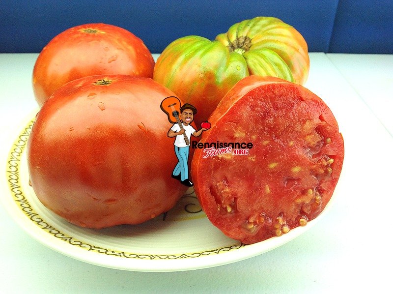 Granny Harriet's Tomato