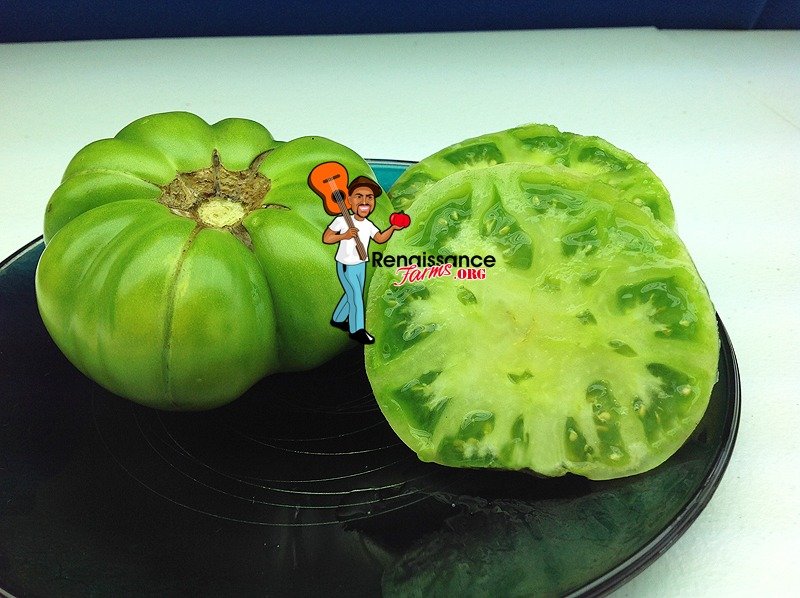 Jackass Green Dwarf Tomato