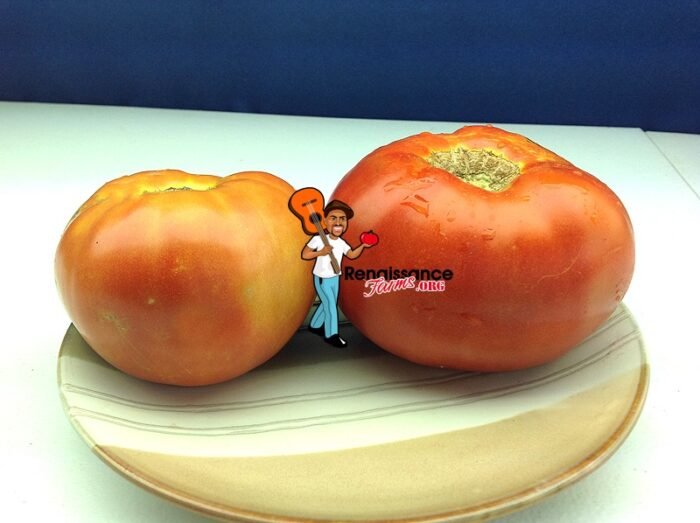 Kentucky Heirloom Tomato Super Choice