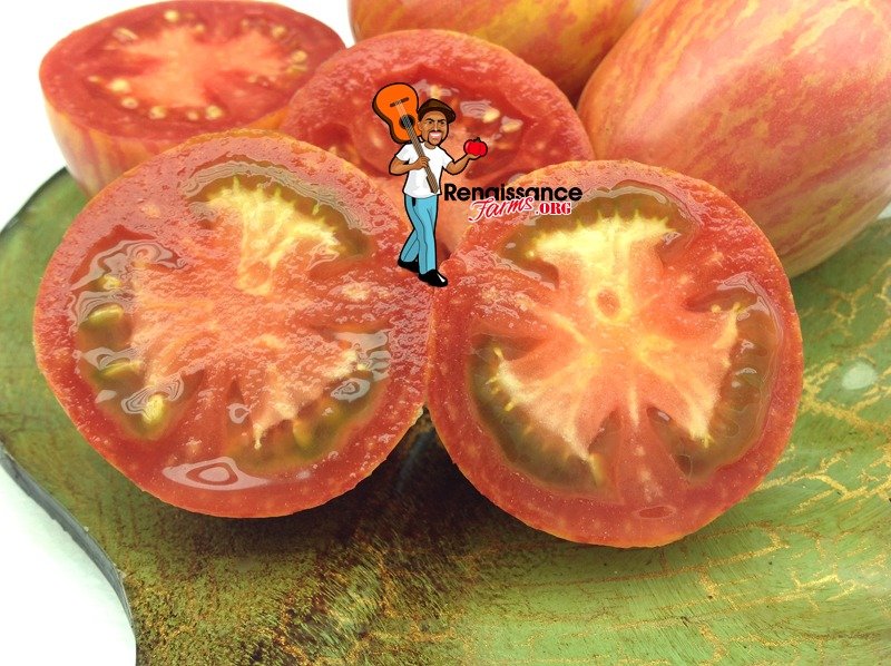 Kozula 133 Tomato