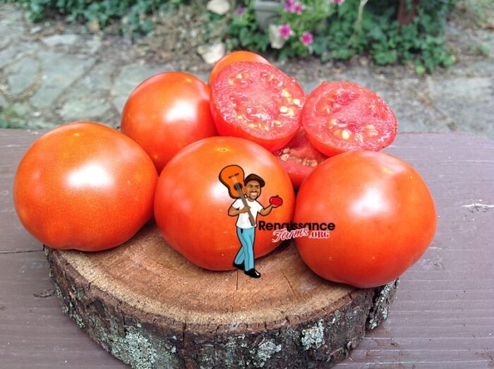 Lucky Leprechaun Dwarf Tomato Seeds
