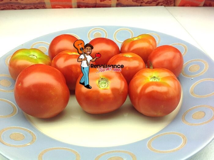 Lucky Leprechaun Dwarf Tomatoes