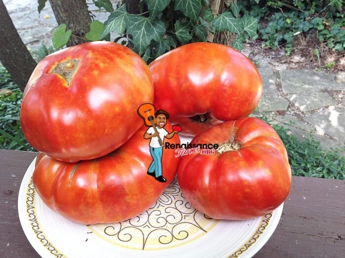 Morado-De-Fitero-Tomato