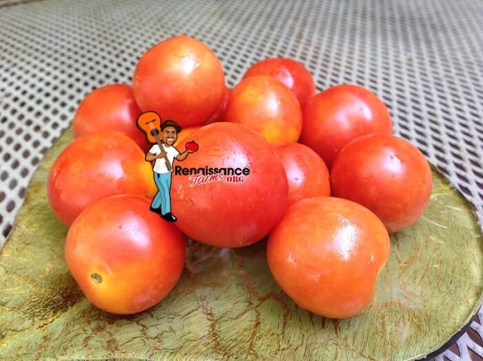 Nano Ciliegia Tomato