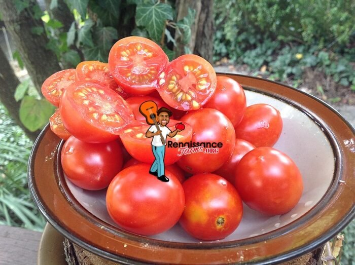 Piennolo del Vesuvio Tomato