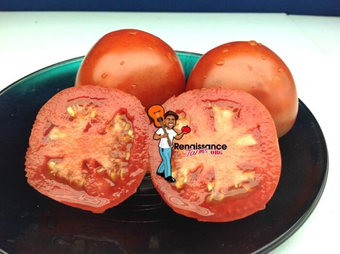 Sarah's Red Tomato Dwarf