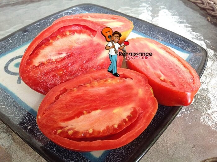 Sibirskaya Troika Dwarf Tomato