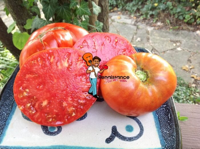 Super Chioce Heirloom Tomato