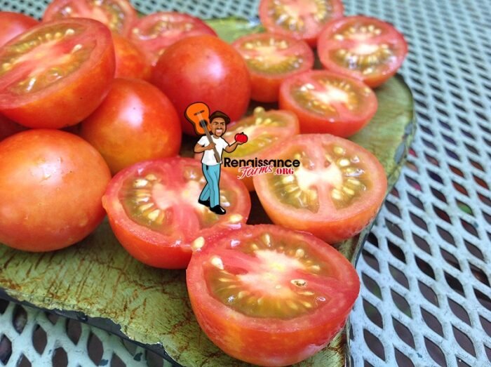 Tomato Nano Ciliegia Dwarf