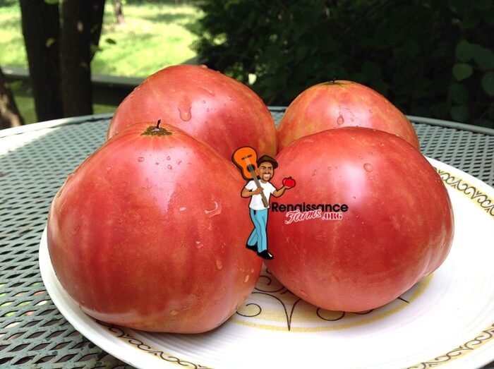 Velmahoza Magnate Tomato Seeds