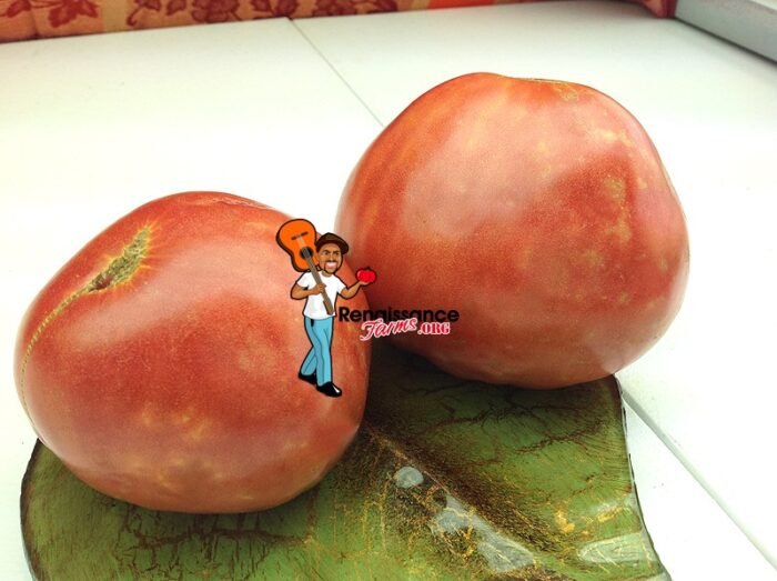 Velmahoza Magnate Tomatoes