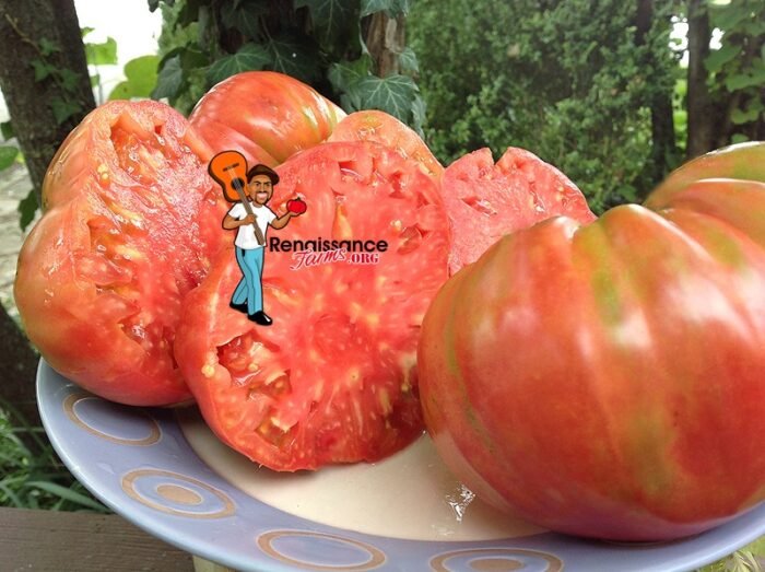 Whetstone Wonder Tomato 2019